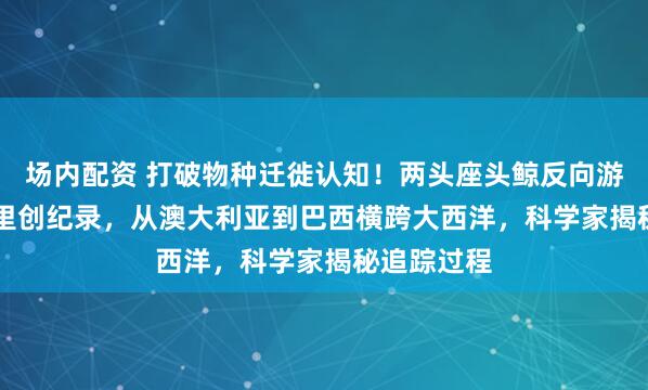 场内配资 打破物种迁徙认知！两头座头鲸反向游1.45万公里创纪录，从澳大利亚到巴西横跨大西洋，科学家揭秘追踪过程